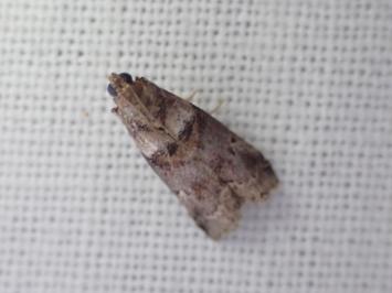 <i>Acrobasis</i>