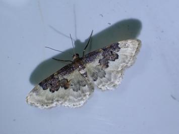 <i>Idaea rusticata</i>