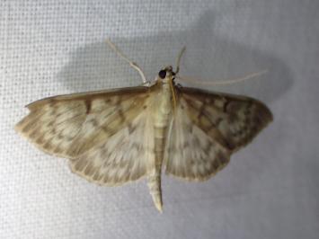 <i>Patania ruralis</i>
