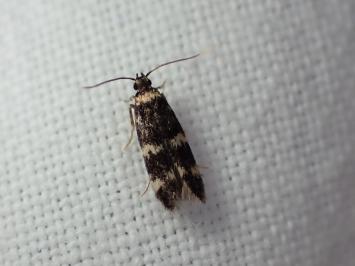 <i>Oegoconia</i>