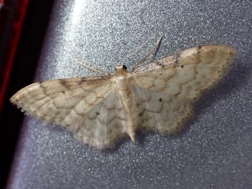 <i>Idaea fuscovenosa</i>