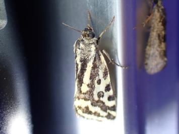 <i>Emmelia trabealis</i>