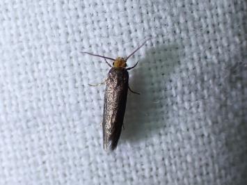 <i>Prays ruficeps</i>