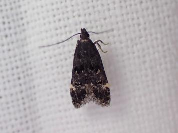 <i>Dichomeris alacella</i>