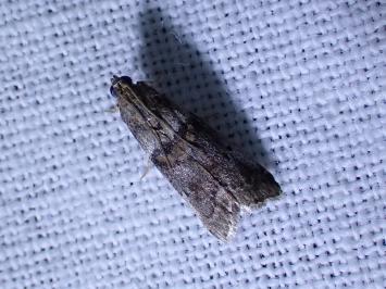 <i>Acrobasis consociella</i>