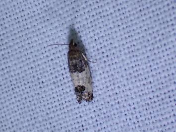 <i>Spilonota ocellana</i>
