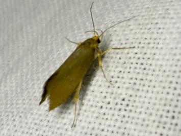 <i>Crassa unitella</i>