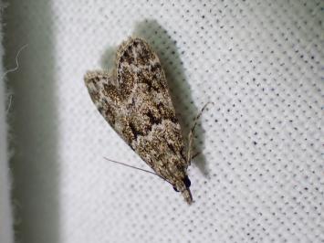<i>Eudonia mercurella</i>