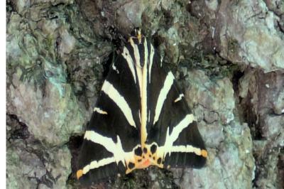 <i>Euplagia quadripunctaria</i>
