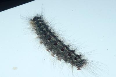 <i>Lymantria dispar</i>
