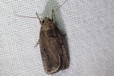 <i>Proxenus hospes</i>