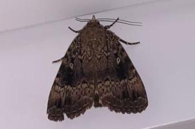 <i>Amphipyra pyramidea</i>
