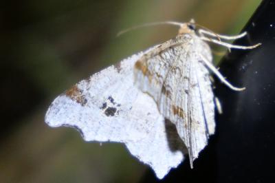 <i>Macaria alternata</i>