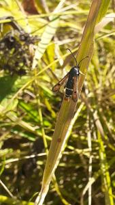 <i>Pyropteron chrysidiforme</i>