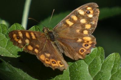 <i>Pararge aegeria</i>