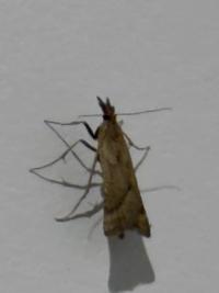 <i>Synaphe punctalis</i>