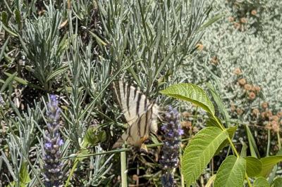 <i>Iphiclides podalirius</i>