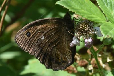 <i>Minois dryas</i>