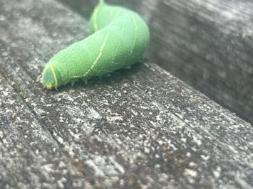 <i>Laothoe populi</i>