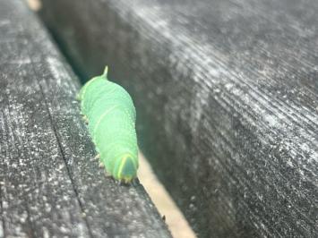 <i>Laothoe populi</i>