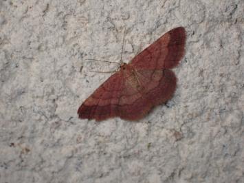 <i>Scopula rubiginata</i>
