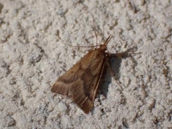 <i>Synaphe punctalis</i>