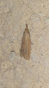 <i>Ematheudes punctella</i>