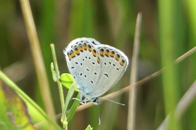Plebejus argyrognomon