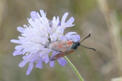 <i>Zygaena loti</i>