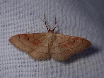 <i>Idaea rubraria</i>