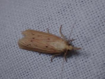 <i>Ematheudes punctella</i>