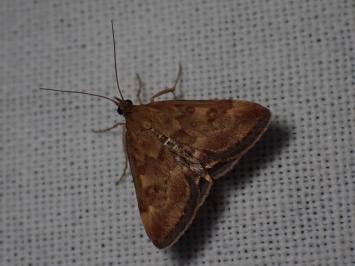<i>Pyrausta despicata</i>