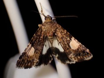 <i>Tyta luctuosa</i>