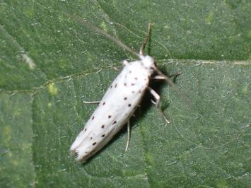<i>Yponomeuta</i>