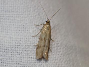 <i>Homoeosoma sinuella</i>