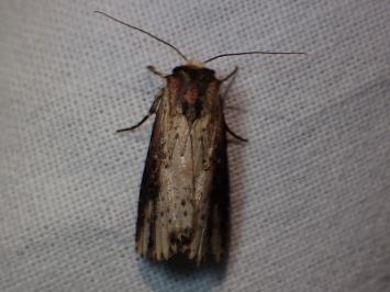 <i>Axylia putris</i>