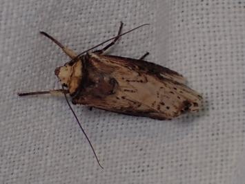 <i>Axylia putris</i>