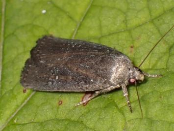 <i>Proxenus hospes</i>