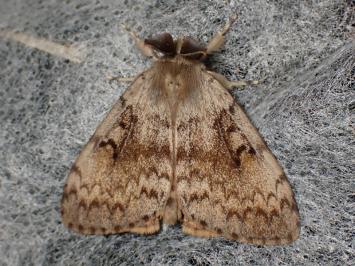 <i>Lymantria dispar</i>