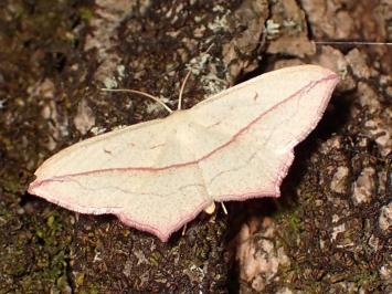 <i>Timandra comae</i>