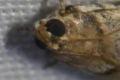 <i>Acrobasis fallouella</i>
