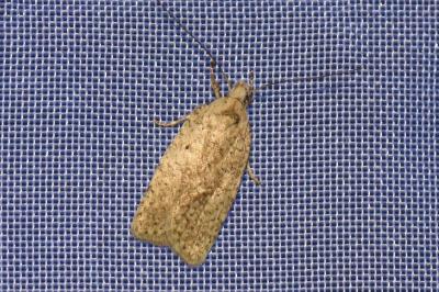 <i>Agonopterix scopariella</i>