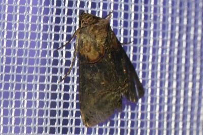 <i>Abrostola triplasia</i>