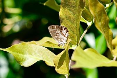 <i>Cacyreus marshalli</i>