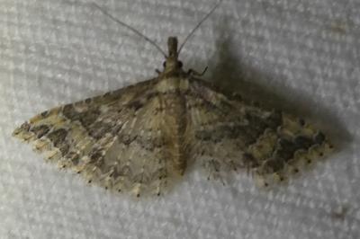 <i>Alucita hexadactyla</i>