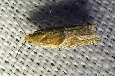 <i>Ancylis obtusana</i>
