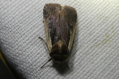 <i>Ochropleura plecta</i>