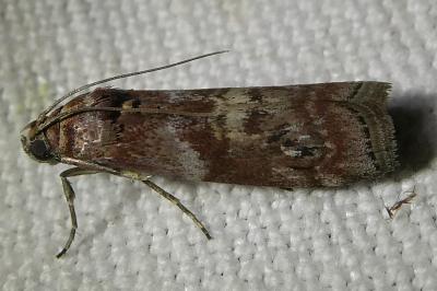 <i>Phycita roborella</i>