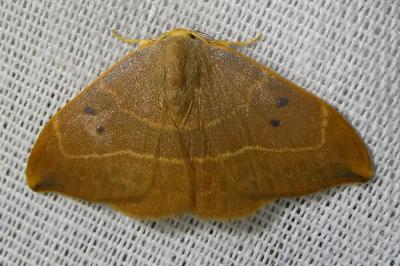 <i>Watsonalla binaria</i>