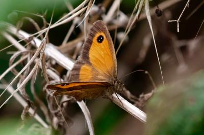<i>Pyronia tithonus</i>